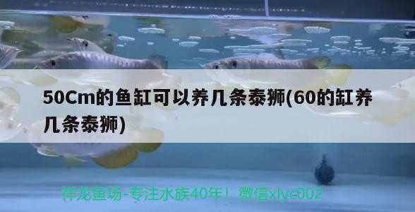 50Cm的魚缸可以養幾條泰獅(60的缸養幾條泰獅)