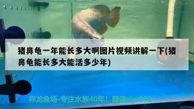 豬鼻龜一年能長(zhǎng)多大啊圖片視頻講解一下(豬鼻龜能長(zhǎng)多大能活多少年)