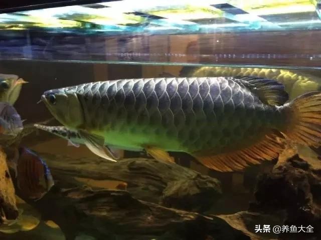 印尼紅龍和馬來紅龍哪個好
