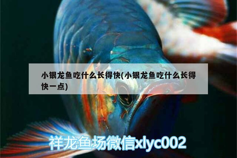 小銀龍魚吃什么長得快(小銀龍魚吃什么長得快一點)