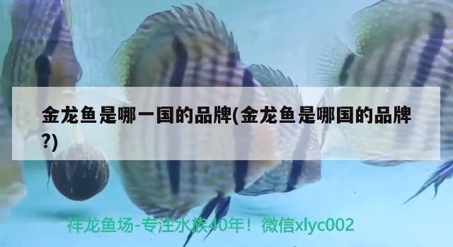 金龍魚是哪一國的品牌(金龍魚是哪國的品牌?)