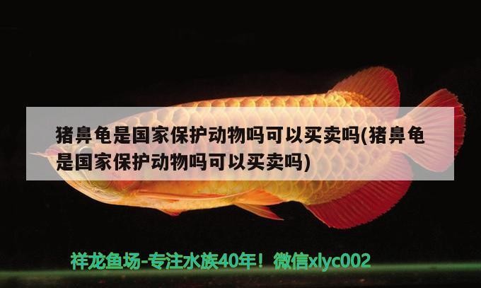 豬鼻龜是國家保護(hù)動物嗎可以買賣嗎(豬鼻龜是國家保護(hù)動物嗎可以買賣嗎)