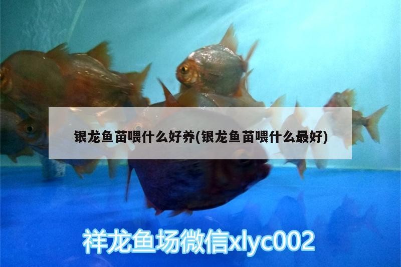 銀龍魚苗喂什么好養(銀龍魚苗喂什么最好)