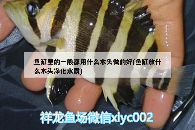 南陽(yáng)市宛城區(qū)森林水族（南陽(yáng)市宛城區(qū)森林水族館地址）