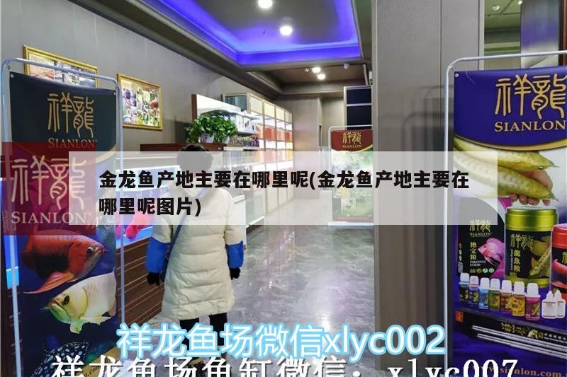 金龍魚產地主要在哪里呢(金龍魚產地主要在哪里呢圖片)