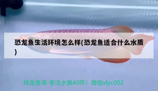 北京魚(yú)缸sianlon祥龍魚(yú)場(chǎng)（北京龍騰魚(yú)缸）