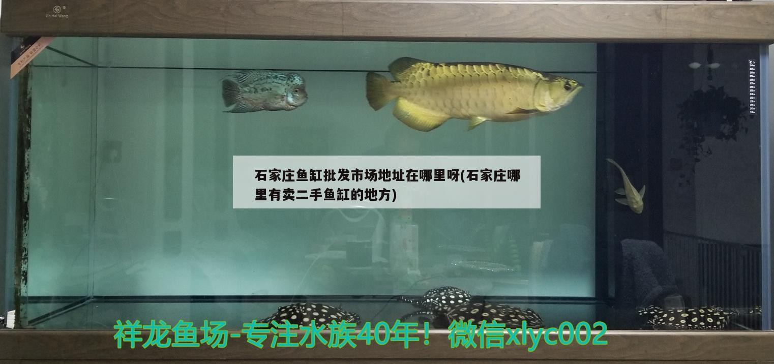 石家莊魚缸批發市場地址在哪里呀(石家莊哪里有賣二手魚缸的地方)