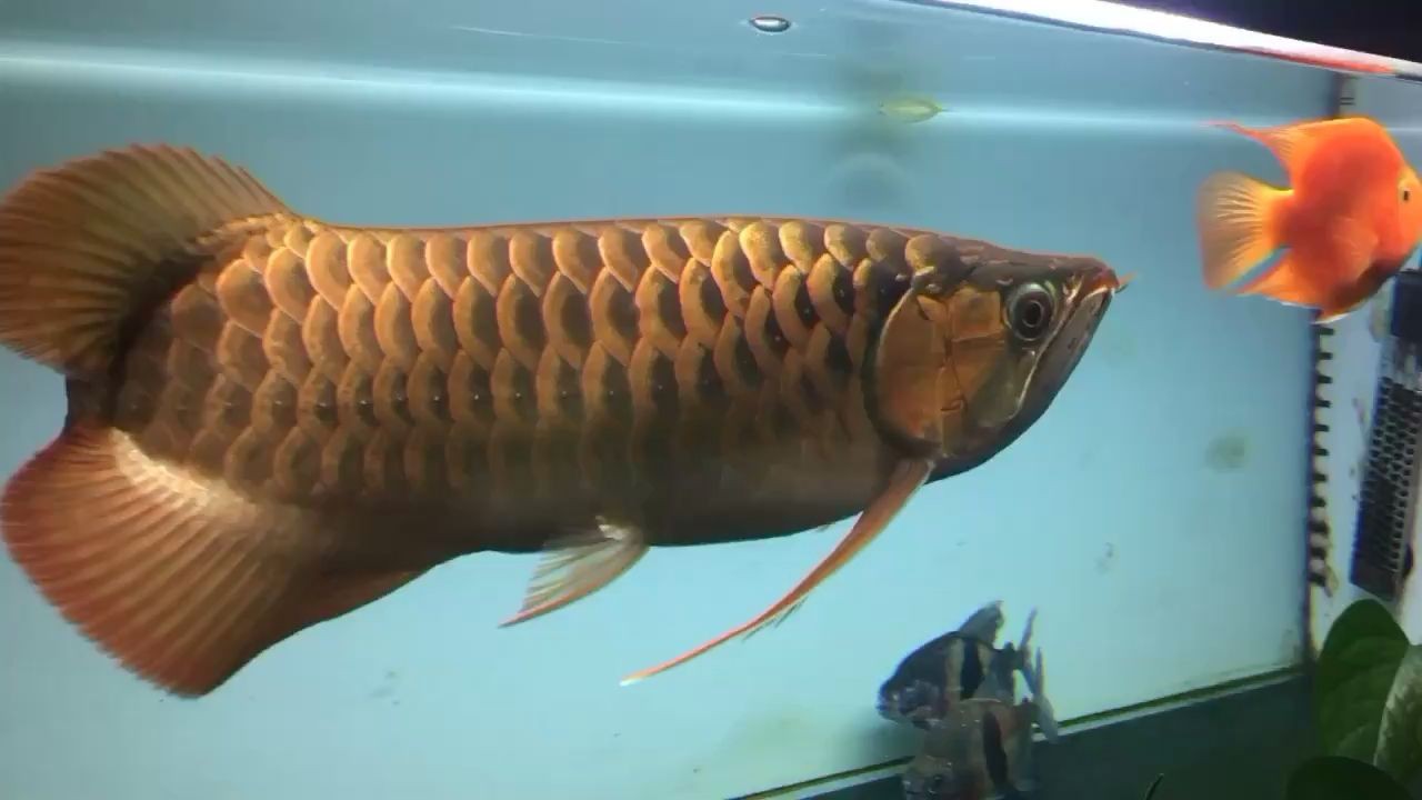 就讓你孤獨(dú)終老吧 就讓你孤獨(dú)終老吧 魟魚(yú)百科 第1張