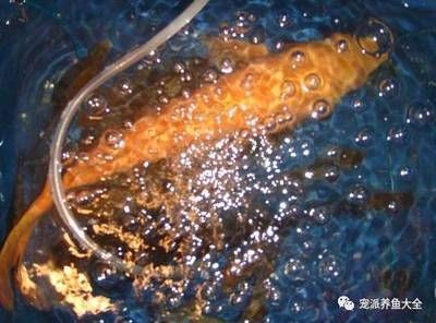 大礦泉水瓶做魚缸做法：礦泉水瓶魚缸養魚注意事項