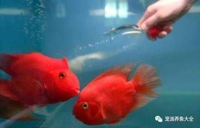 大礦泉水瓶做魚(yú)缸做法：礦泉水瓶魚(yú)缸養(yǎng)魚(yú)注意事項(xiàng)
