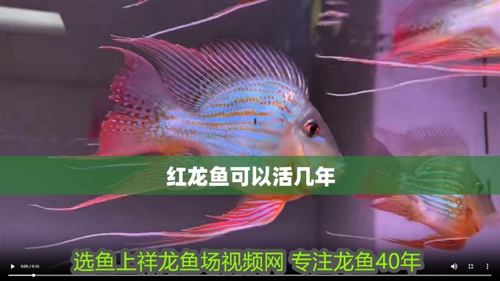 紅龍魚幾年停止生長