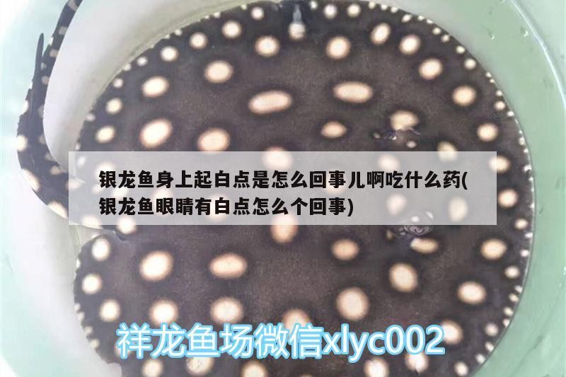 銀龍魚身上起白點是怎么回事兒啊吃什么藥(銀龍魚眼睛有白點怎么個回事)