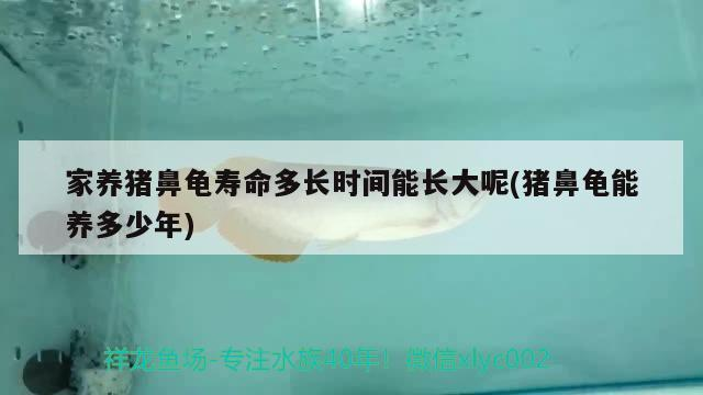 家養(yǎng)豬鼻龜壽命多長時間能長大呢(豬鼻龜能養(yǎng)多少年) 家養(yǎng)豬鼻龜壽命多長時間能長大呢(豬鼻龜能養(yǎng)多少年) 豬鼻龜百科