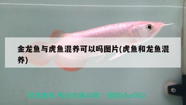 金龍魚與虎魚混養可以嗎圖片(虎魚和龍魚混養)