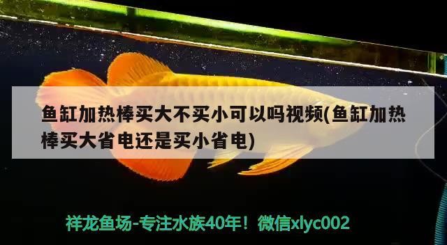 我的虎魚真菌感染了要怎么處理 魚缸加熱棒買大不買小可以嗎視頻(魚缸加熱棒買大省電還是買小省電) 虎魚百科 魚缸加熱棒買大不買小可以嗎視頻(魚缸加熱棒買大省電還是買小省電) 魚缸加熱棒買大不買小可以嗎視頻(魚缸加熱棒買大省電還是買小省電) 虎魚百科