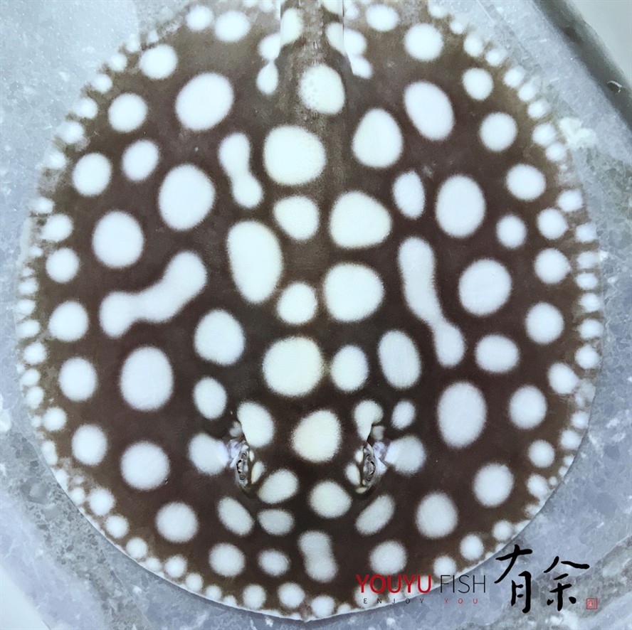 魟魚卷邊怎么辦：魟魚卷邊怎么辦[需手動填充]魚卷邊怎么辦