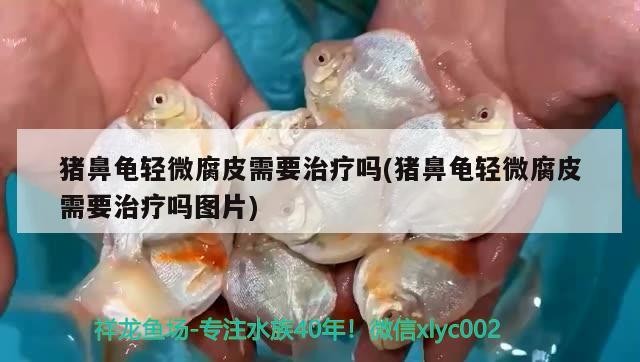 豬鼻龜輕微腐皮需要治療嗎(豬鼻龜輕微腐皮需要治療嗎圖片)