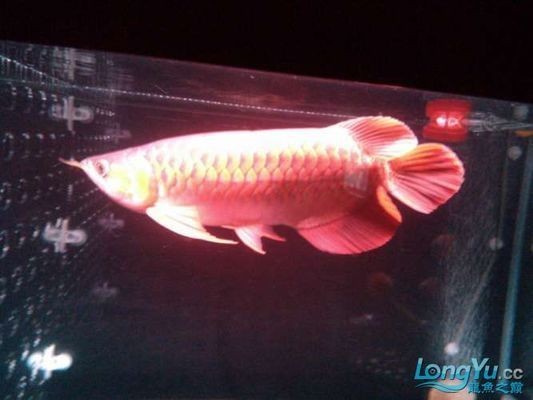 太原紅龍魚市場：太原市紅龍魚市場 太原紅龍魚市場：太原市紅龍魚市場 紅龍魚百科 第4張