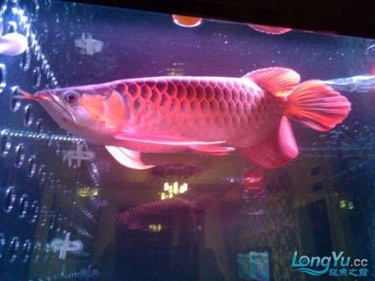 太原紅龍魚市場：太原市紅龍魚市場 太原紅龍魚市場：太原市紅龍魚市場 紅龍魚百科 第5張