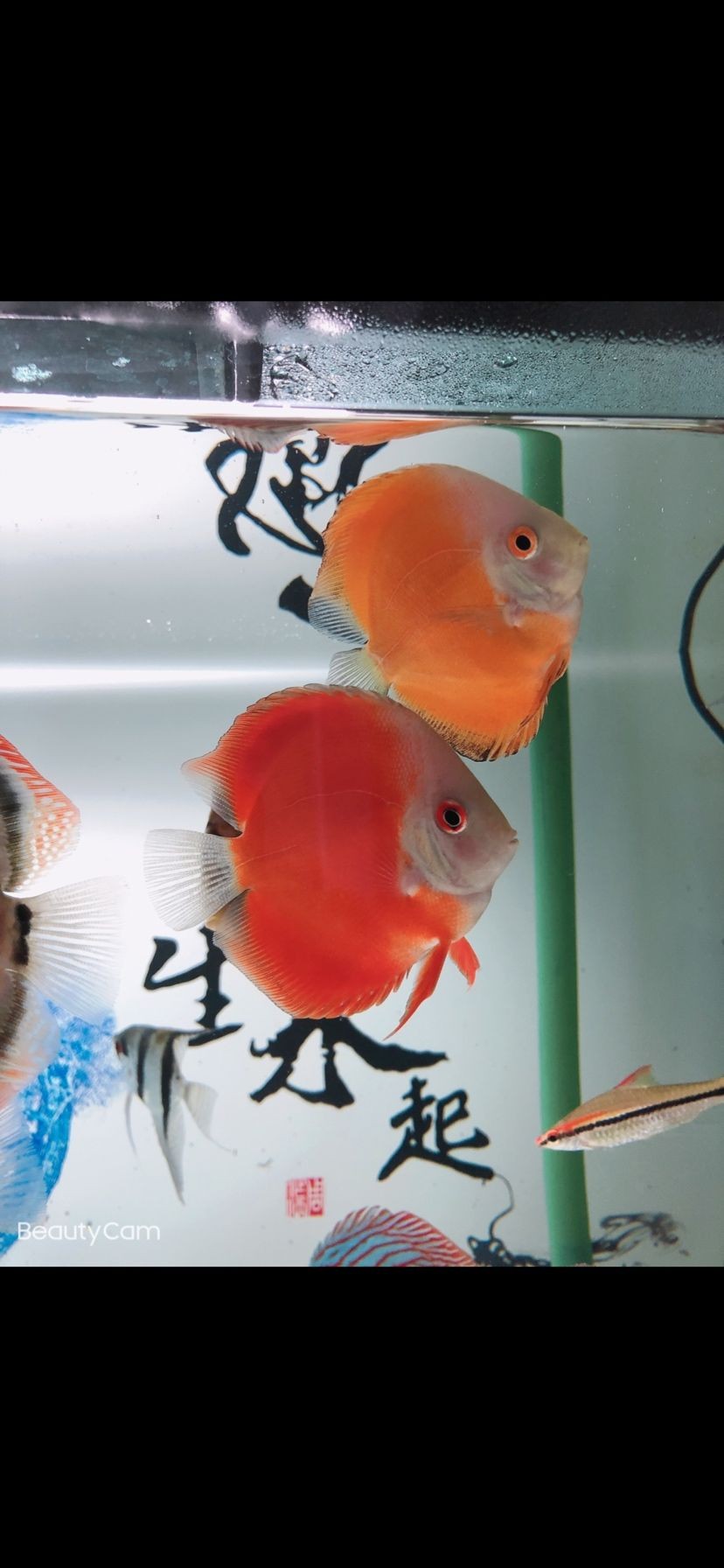 今日下菌王 今日下菌王 虎魚百科 第2張