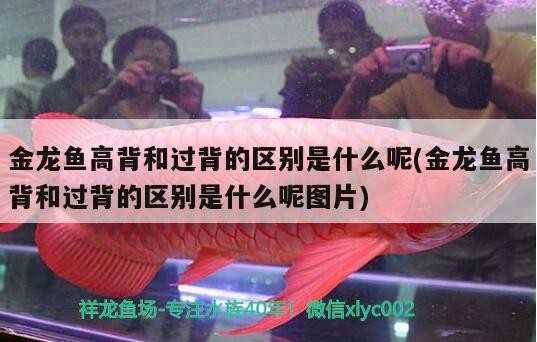 金龍魚高背和過背的區別是什么呢(金龍魚高背和過背的區別是什么呢圖片) 金龍魚高背和過背的區別是什么呢(金龍魚高背和過背的區別是什么呢圖片) 虎魚百科