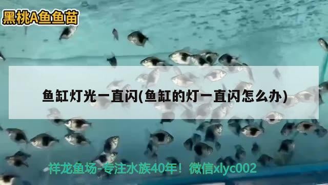 魚缸燈光一直閃(魚缸的燈一直閃怎么辦) 魚缸燈光一直閃(魚缸的燈一直閃怎么辦) 虎魚百科