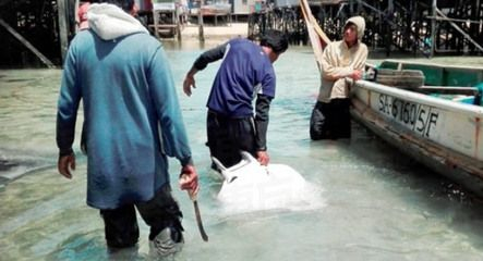 福魟魟魚日常飲食指南，福[需手動(dòng)填充][需手動(dòng)填充]魚的飼養(yǎng)需要注意什么