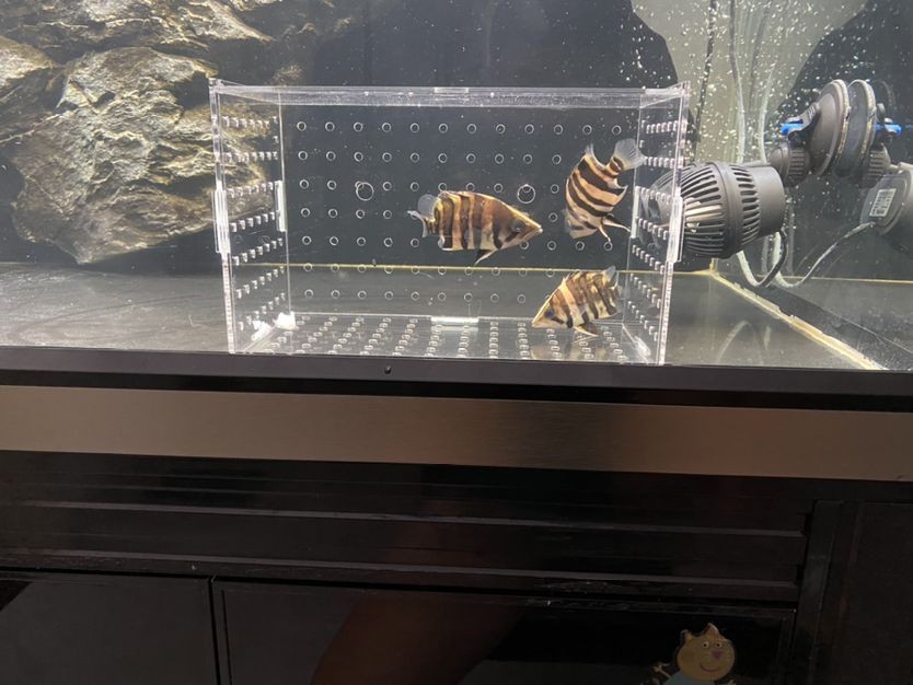 求解釋虎魚(yú)為什么放小盒子就明