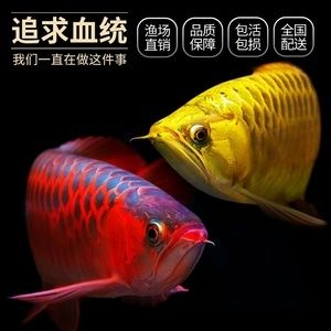 紅龍魚用什么品牌的燈最好：紅龍魚專用燈具品牌推薦