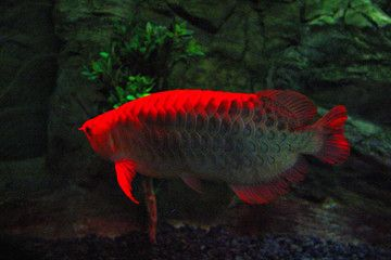 紅龍魚用什么品牌的燈最好：紅龍魚專用燈具品牌推薦