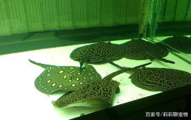 魟魚適宜的水族箱尺寸，飼養(yǎng)魟魚的水族箱尺寸