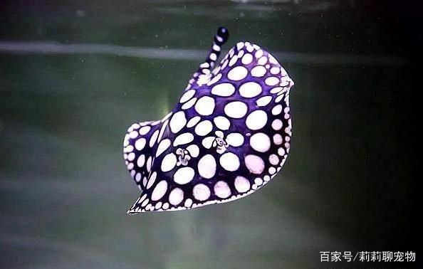 魟魚適宜的水族箱尺寸，飼養魟魚的水族箱尺寸