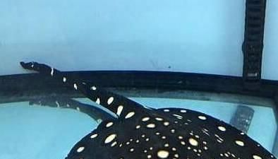 魟魚適宜的水族箱尺寸，飼養魟魚的水族箱尺寸