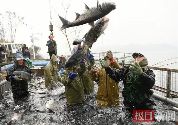 襄樊紅龍魚價格2688貴嗎？