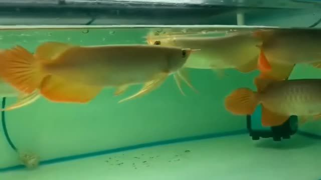 襄樊紅龍魚價格2688貴嗎？