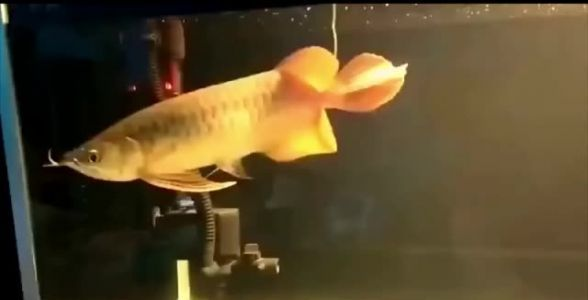 襄樊紅龍魚價格2688貴嗎？
