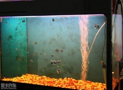 大魚缸哪里買便宜又好：購買大魚缸時應(yīng)該綜合考慮哪些因素
