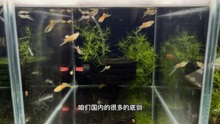 大魚缸哪里買便宜又好：購買大魚缸時應(yīng)該綜合考慮哪些因素