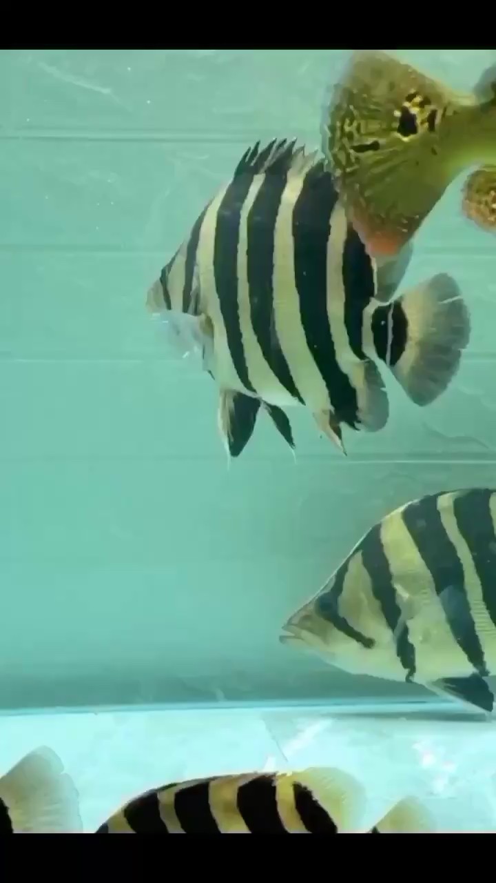 蘇虎分享虎魚最精彩的瞬間 蘇虎分享虎魚最精彩的瞬間 虎魚百科 第2張