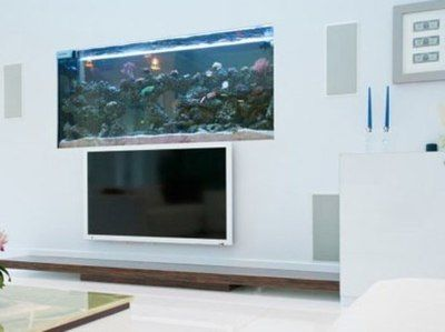 白色魚缸用什么顏色背景墻好呢：白色魚缸的顏色選擇