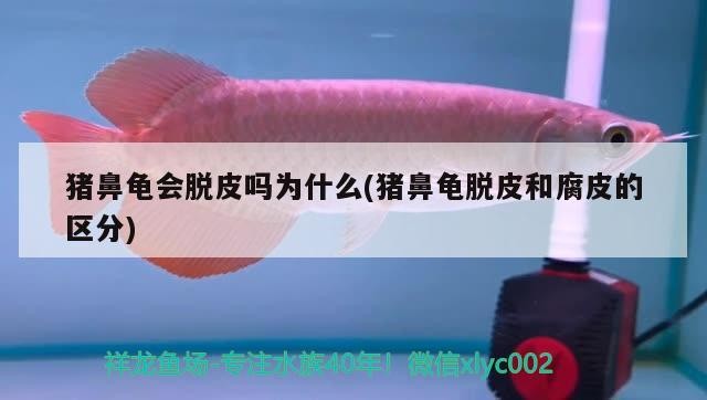 豬鼻龜會脫皮嗎為什么(豬鼻龜脫皮和腐皮的區分) 豬鼻龜會脫皮嗎為什么(豬鼻龜脫皮和腐皮的區分) 豬鼻龜百科