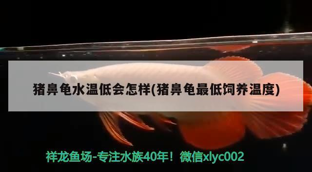 豬鼻龜水溫低會怎樣(豬鼻龜最低飼養溫度)