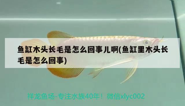 魚缸木頭長毛是怎么回事兒啊(魚缸里木頭長毛是怎么回事) 魚缸木頭長毛是怎么回事兒啊(魚缸里木頭長毛是怎么回事) 森森魚缸