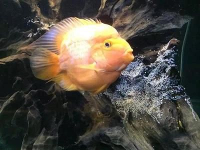 紅龍魚福龍王怎么養：紅龍魚福龍王養殖細節：紅龍魚福龍王怎么養殖水質 紅龍魚福龍王怎么養：紅龍魚福龍王養殖細節：紅龍魚福龍王怎么養殖水質 紅龍魚百科 第3張