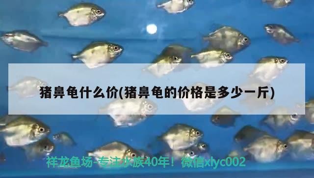 豬鼻龜什么價(豬鼻龜的價格是多少一斤)