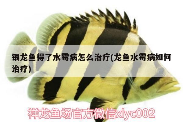 銀龍魚得了水霉病怎么治療(龍魚水霉病如何治療)