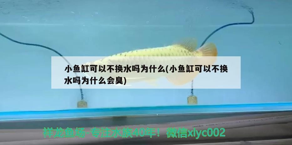 小魚缸可以不換水嗎為什么(小魚缸可以不換水嗎為什么會臭)