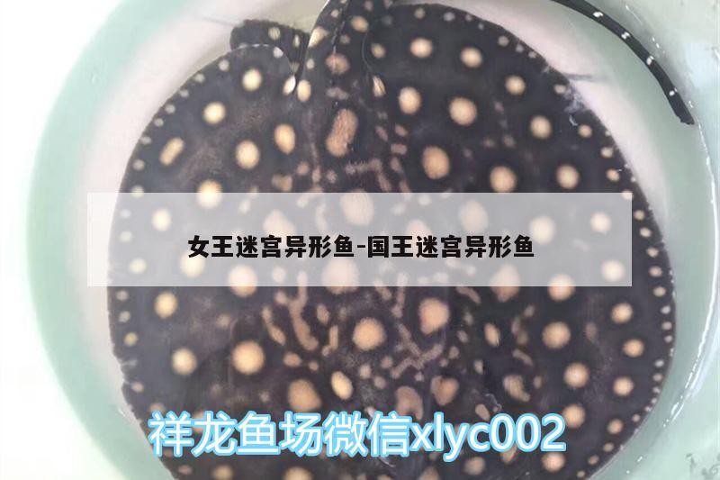 女王迷宮異形魚:國王迷宮異形魚