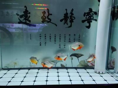 側濾魚缸怎么干濕分離