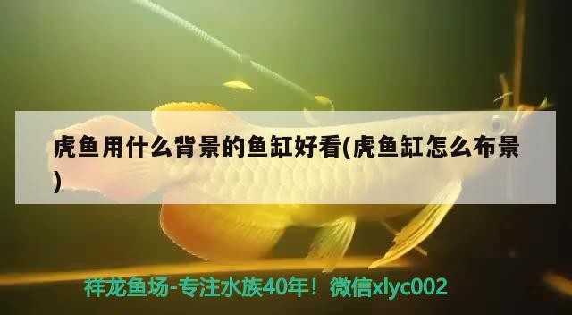 虎魚(yú)用什么背景的魚(yú)缸好看(虎魚(yú)缸怎么布景)